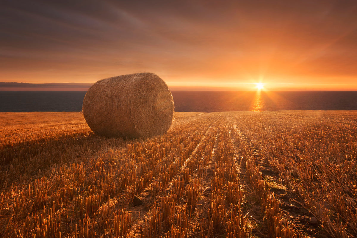 framedcanvas-print-gold-harvest-x