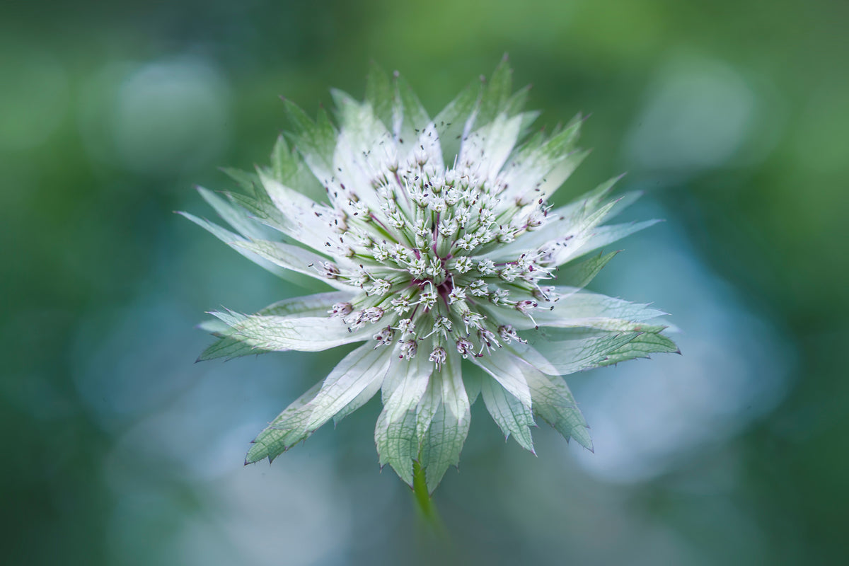 canvas-print-astrantia-x