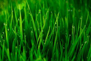 framedposter-print-grass-with-morning-dew