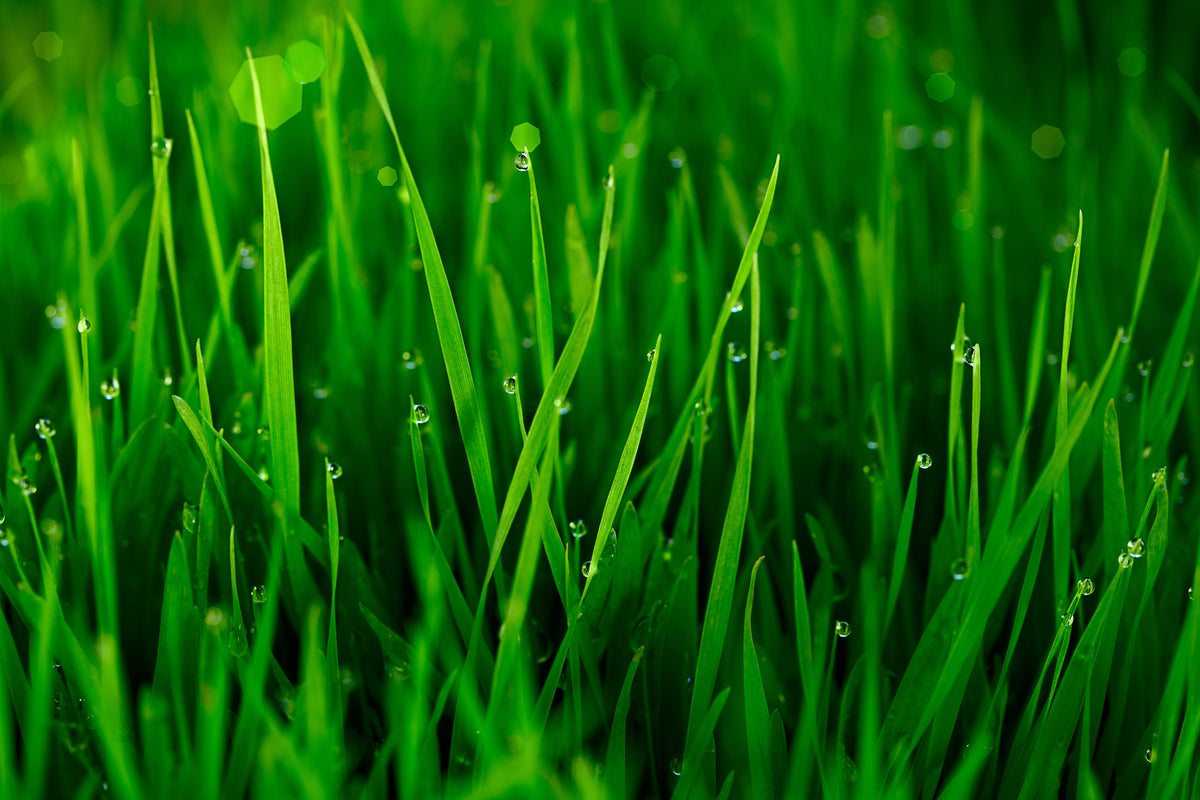 framedposter-print-grass-with-morning-dew