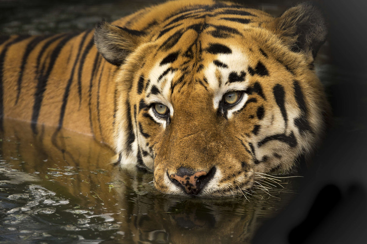 3-piece-aluminium-print-tiger-in-the-water