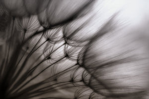 framedcanvas-print-dandelion-p