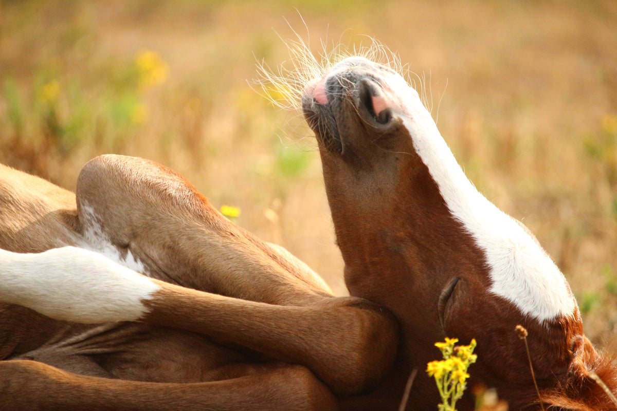 3-piece-aluminium-print-the-sleeping-horse