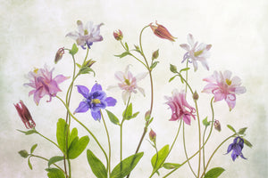 3-piece-canvas-print-columbine
