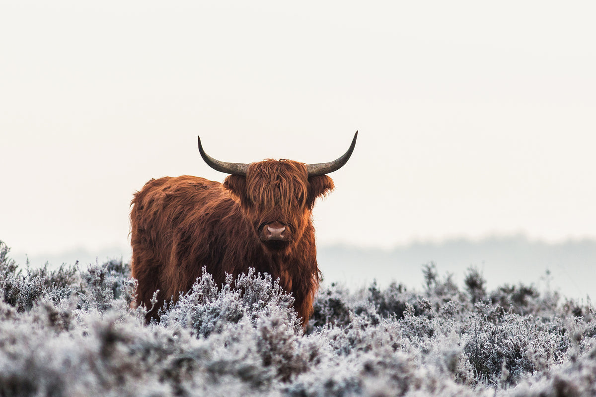 canvas-print-highlander-x
