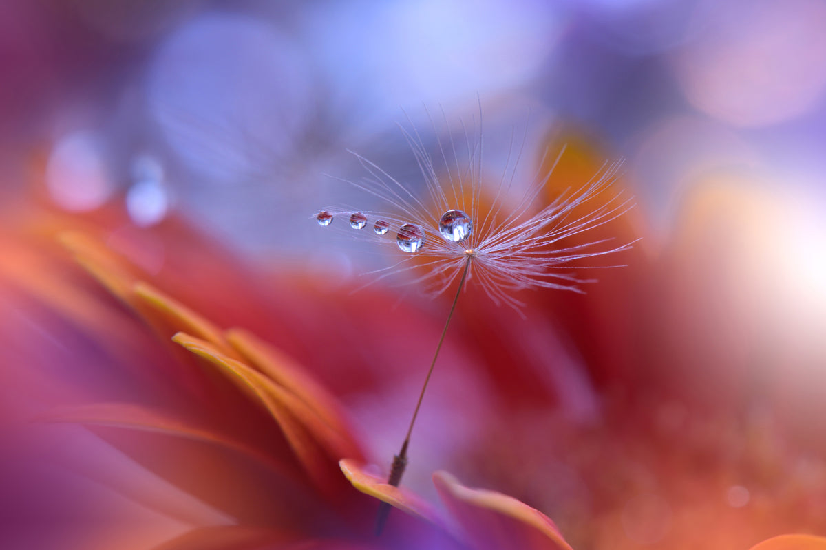 canvas-print-dance-in-the-light