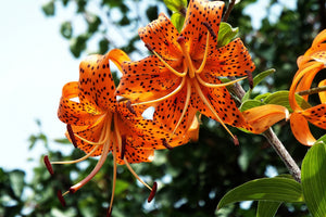 3-piece-acrylic-print-the-wild-tiger-lilies