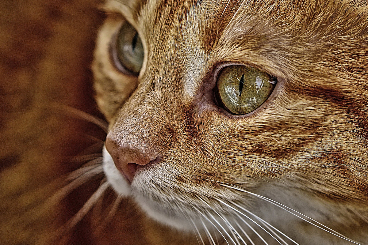 framedcanvas-print-close-up-cat39s-head