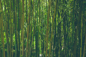 acrylic-print-in-the-middle-of-the-bamboo