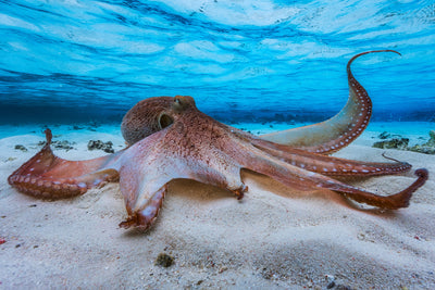 poster-print-octopus