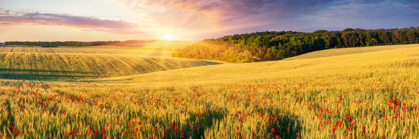 panoramic-3-piece-acrylic-print-a-flower-field-at-sunrise-panorama