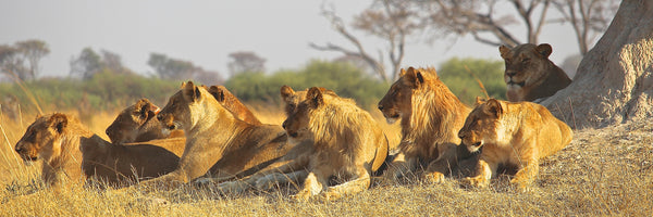 panoramic-3-piece-canvas-print-lion-family-panorama