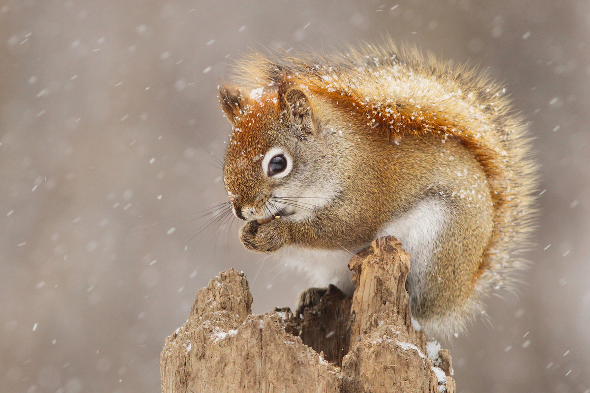 canvas-print-snow-storm-x