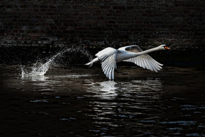 modern-3-piece-acrylic-print-flying-swan
