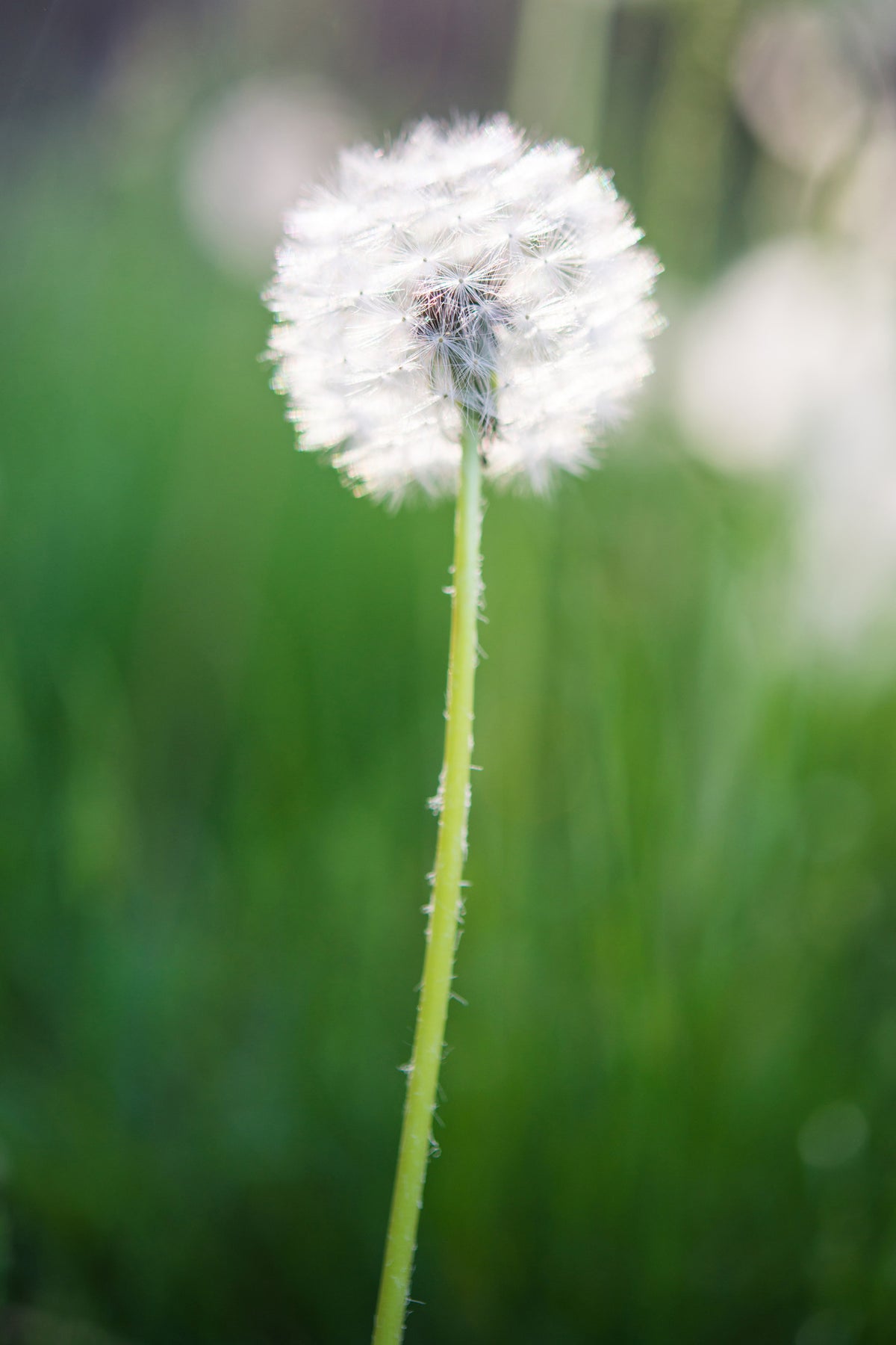 poster-print-dandelion