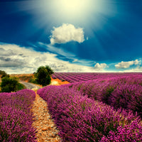 9-piece-canvas-print-the-lavender-valley