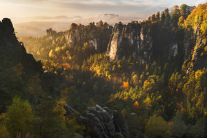 canvas-print-forest-whispers