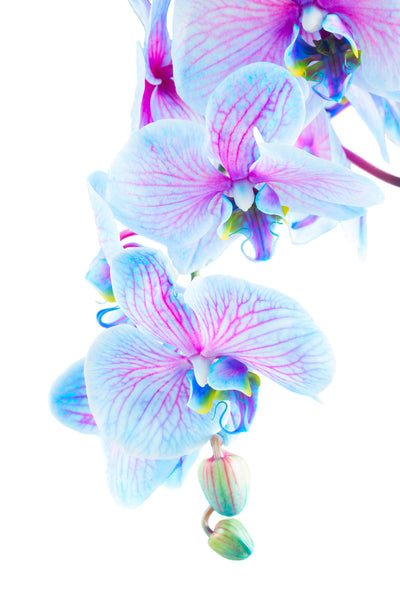 poster-print-orchid-butterfly