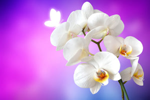 poster-print-flower-power-orchid