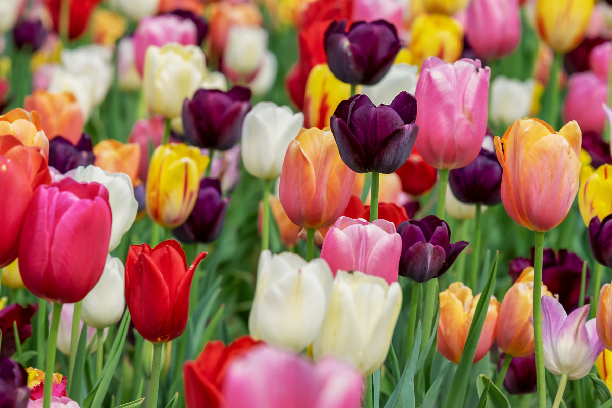 modern-3-piece-acrylic-print-the-colors-of-the-tulips