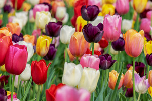 3-piece-acrylic-print-the-colors-of-the-tulips