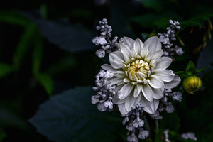 acrylic-print-dahlia-flower
