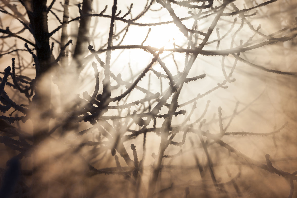modern-3-piece-canvas-print-branches-in-fog-light