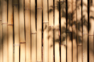 canvas-print-natural-bamboo