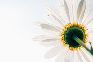 modern-3-piece-acrylic-print-a-daisy