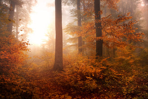 poster-print-autumn-xpi