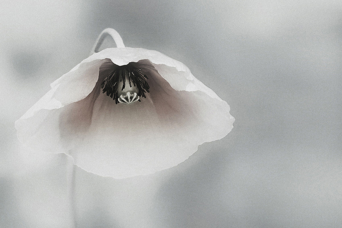 3-piece-aluminium-print-ephemeral-beauty-ii