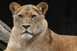 3-piece-canvas-print-proud-lioness