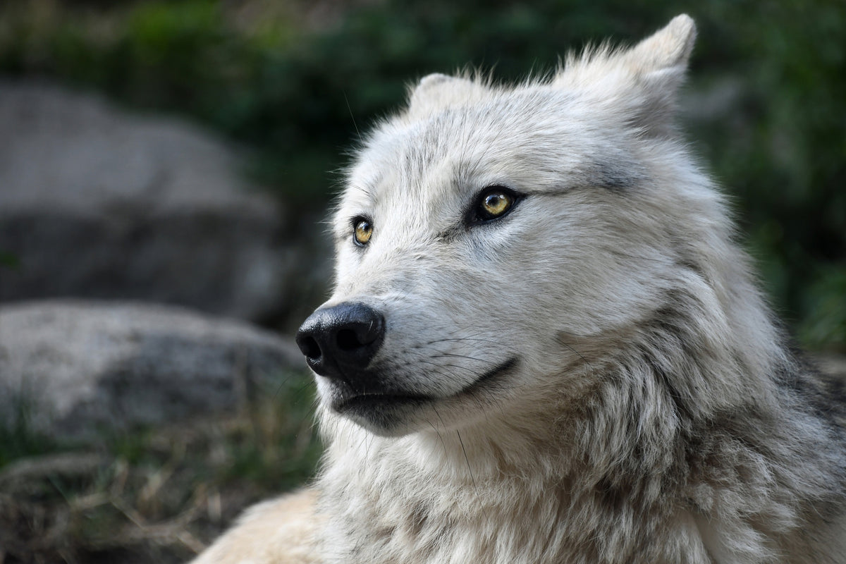 3-piece-acrylic-print-the-lonely-wolf