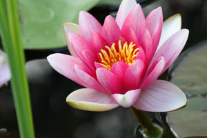poster-print-the-water-lily-in-pink