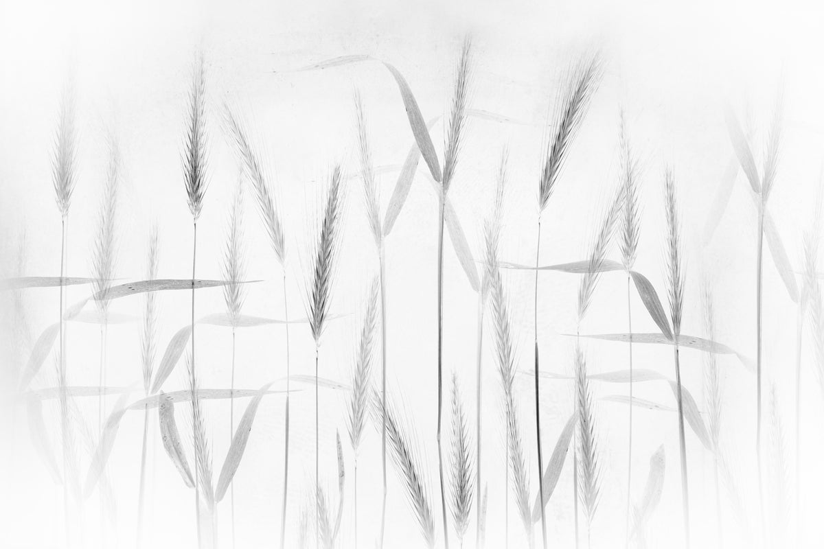 aluminium-print-corn-art-x