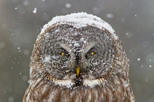 framedcanvas-print-great-grey-owl-winter-portrait