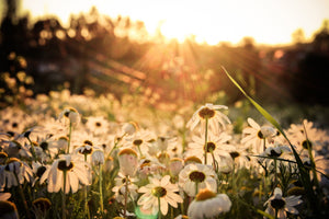 modern-3-piece-acrylic-print-daisies-at-sunset