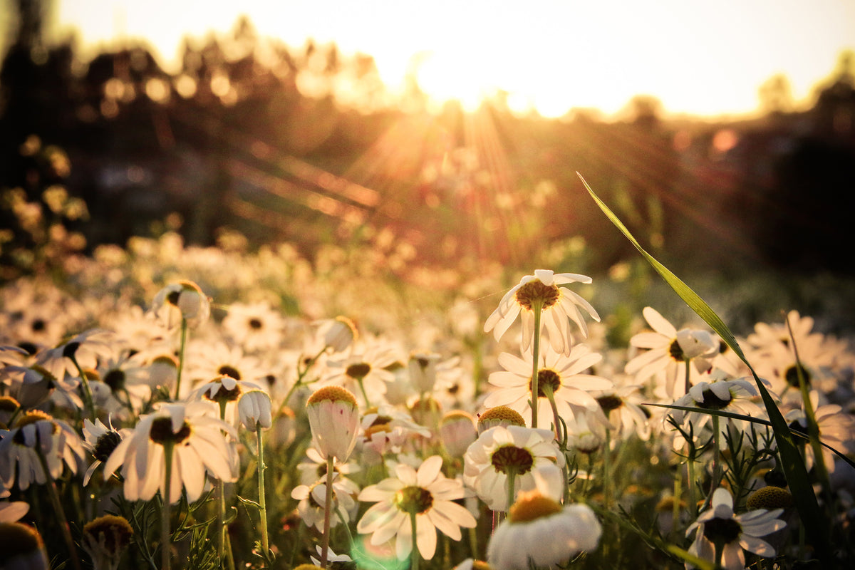 modern-3-piece-acrylic-print-daisies-at-sunset