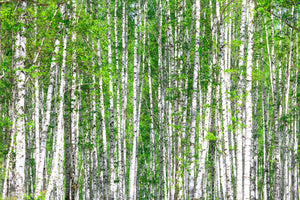 3-piece-acrylic-print-the-birch-forest