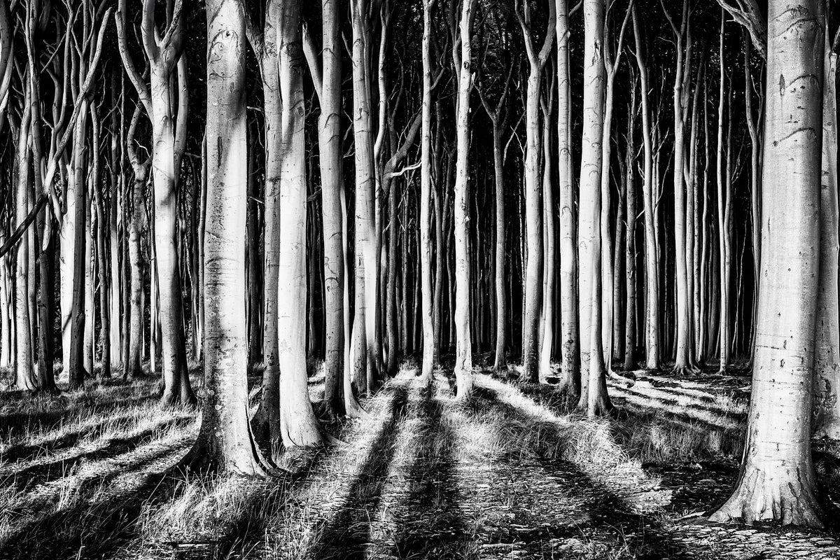 modern-3-piece-acrylic-print-ghost-forest