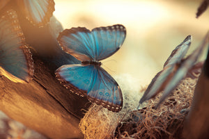 modern-3-piece-aluminium-print-butterflies