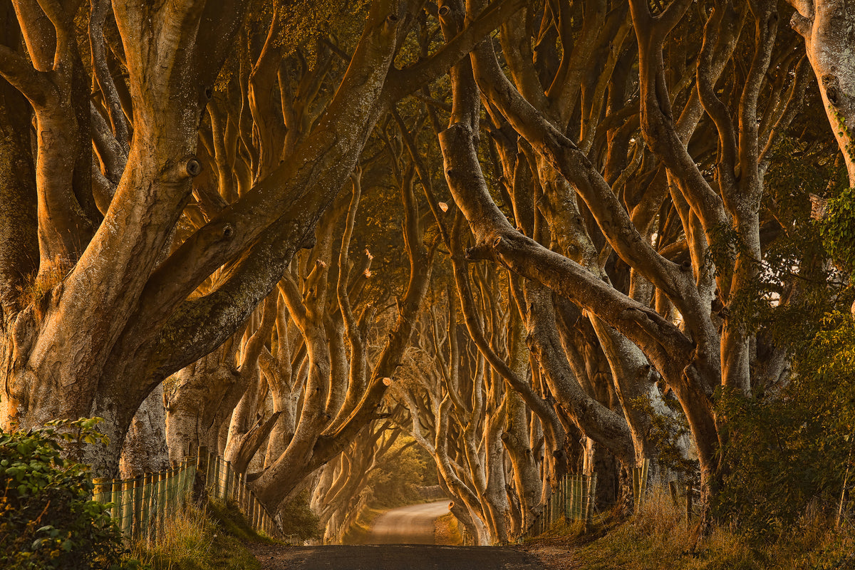 3-piece-canvas-print-early-morning-dark-hedges