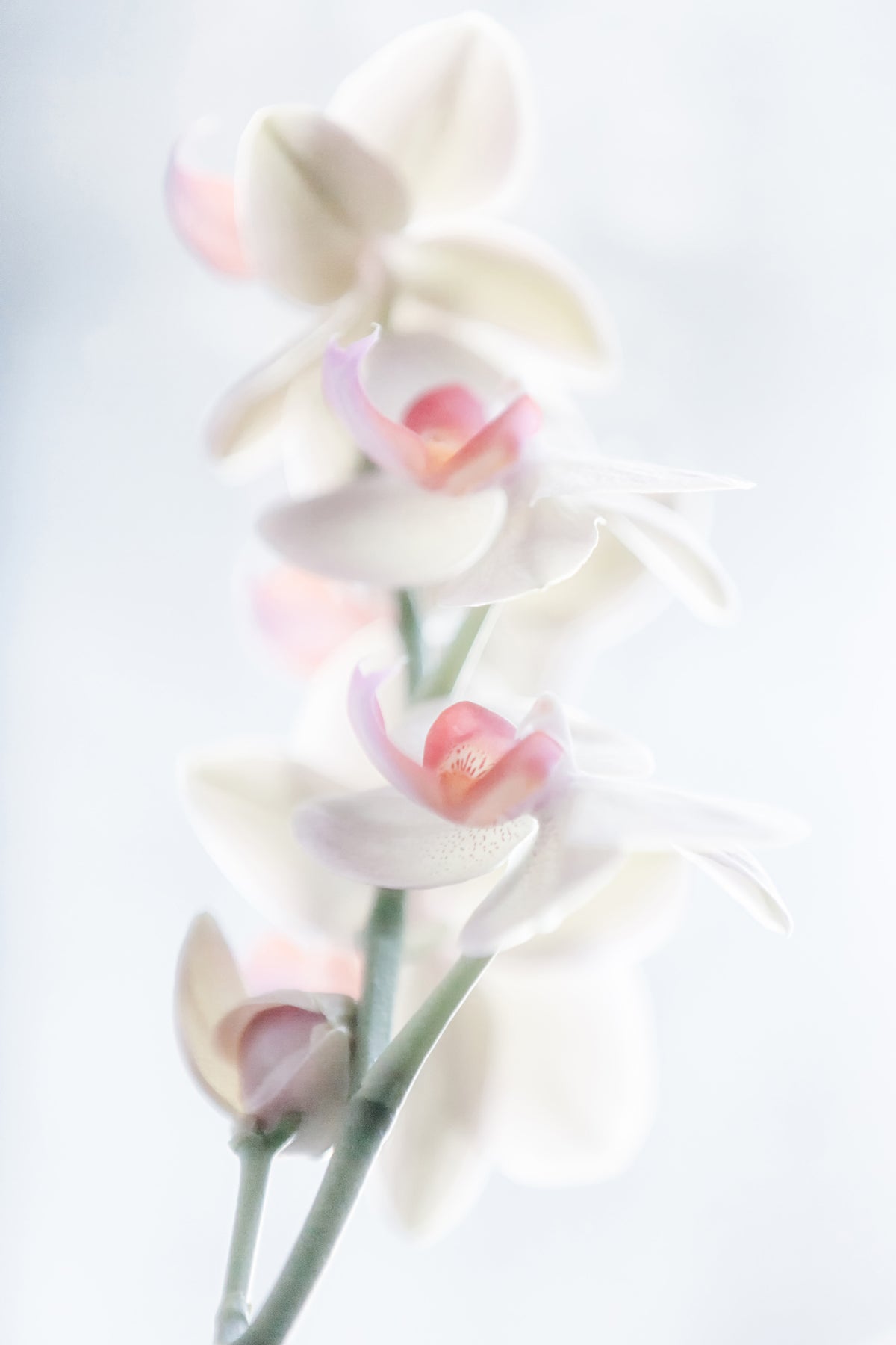 poster-print-pale-beauty
