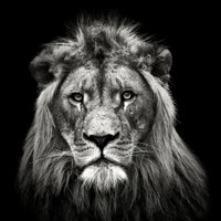 aluminium-print-young-male-lion-x