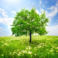 9-piece-aluminium-print-the-tree