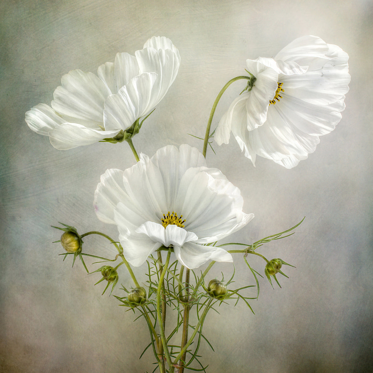 canvas-print-cosmos-charm