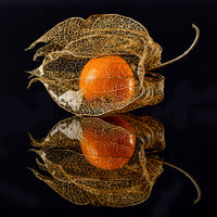 aluminium-print-physalis