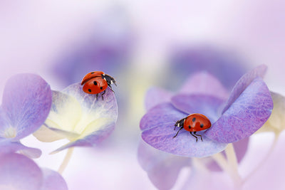 poster-print-red-and-purple-x