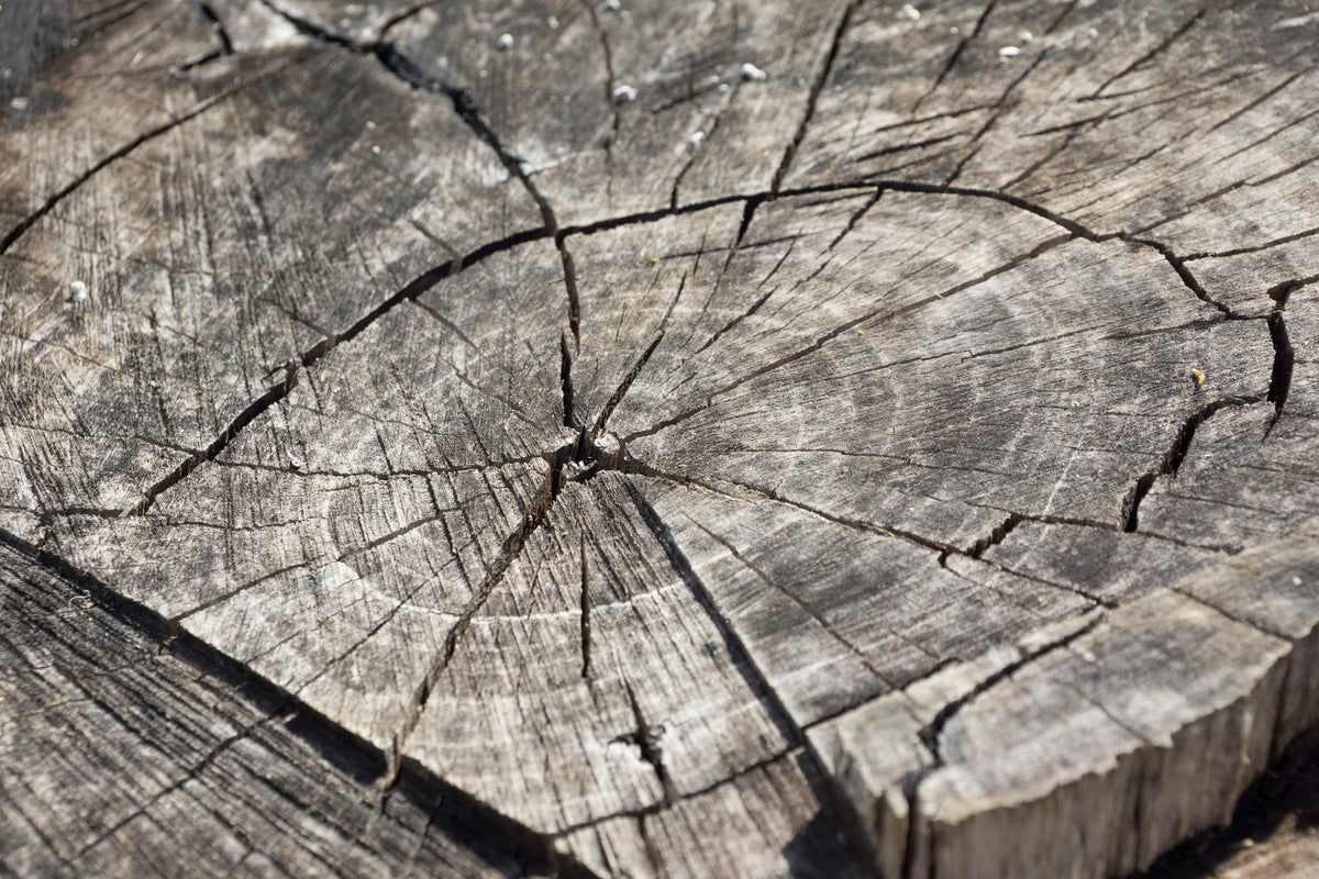 acrylic-print-the-tree-rings