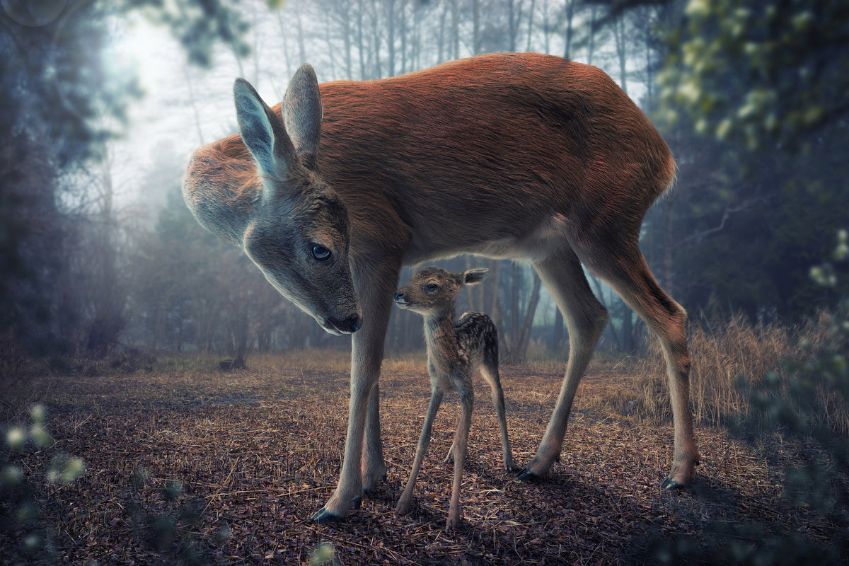 acrylic-print-mother-and-fawn